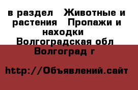  в раздел : Животные и растения » Пропажи и находки . Волгоградская обл.,Волгоград г.